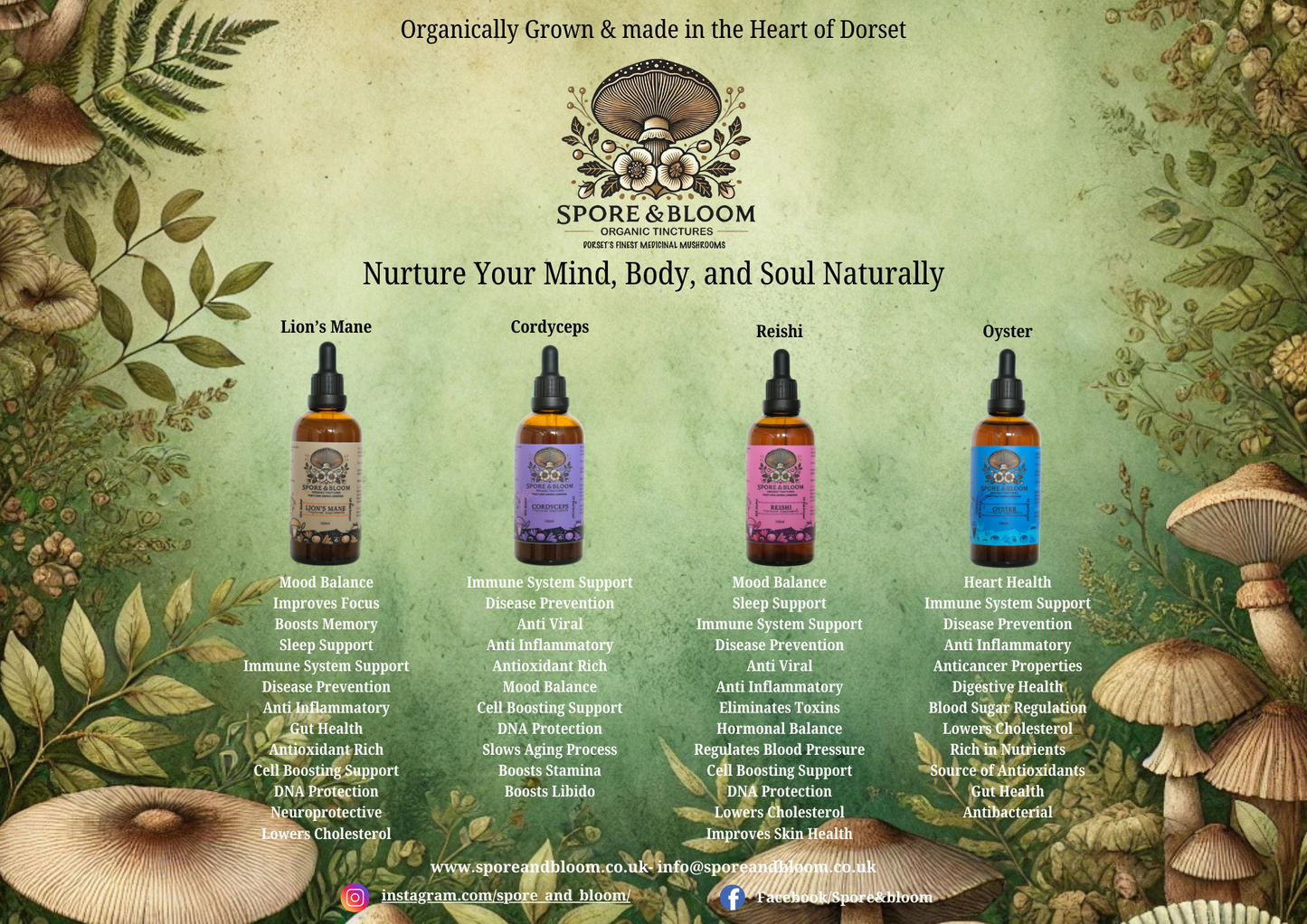 The Benefits of Mushroom Tinctures for Immunity and Focus