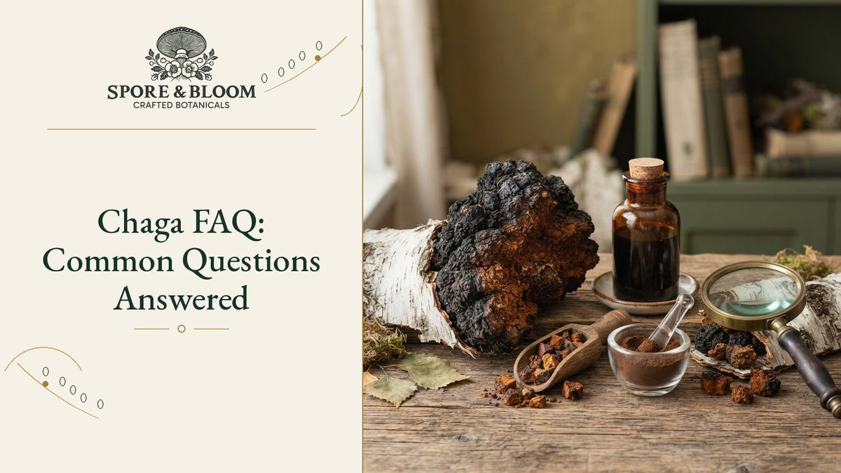 Chaga FAQ: Common Questions Answered