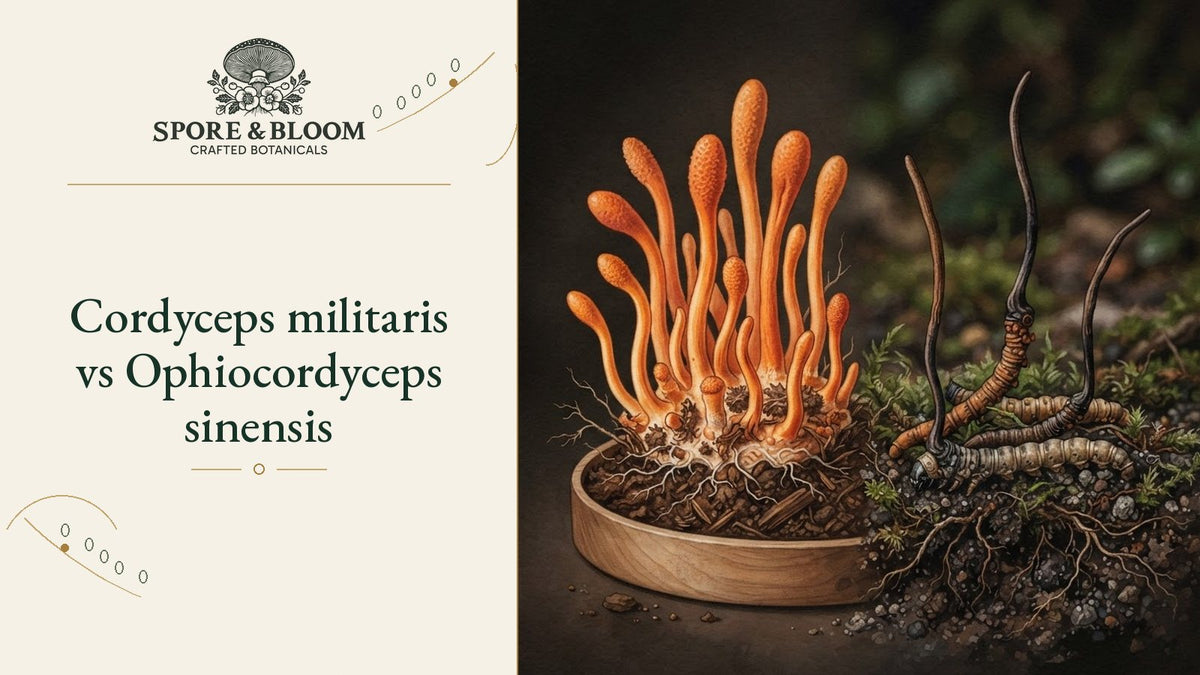 Cordyceps militaris vs Ophiocordyceps sinensis