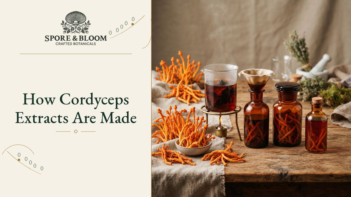 How Cordyceps Extracts Are Made