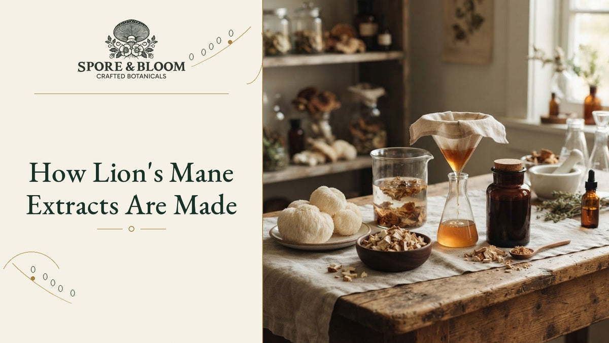 How Lion's Mane Extracts Are Made
