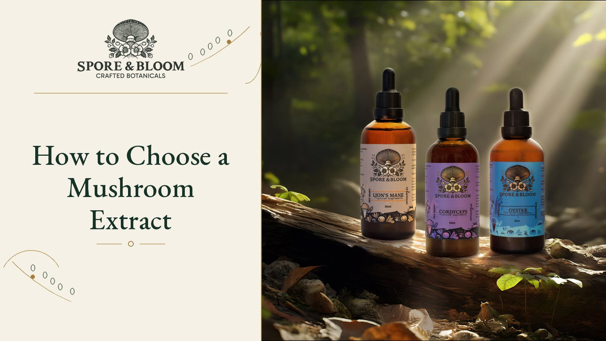 How to Choose a Mushroom Extract