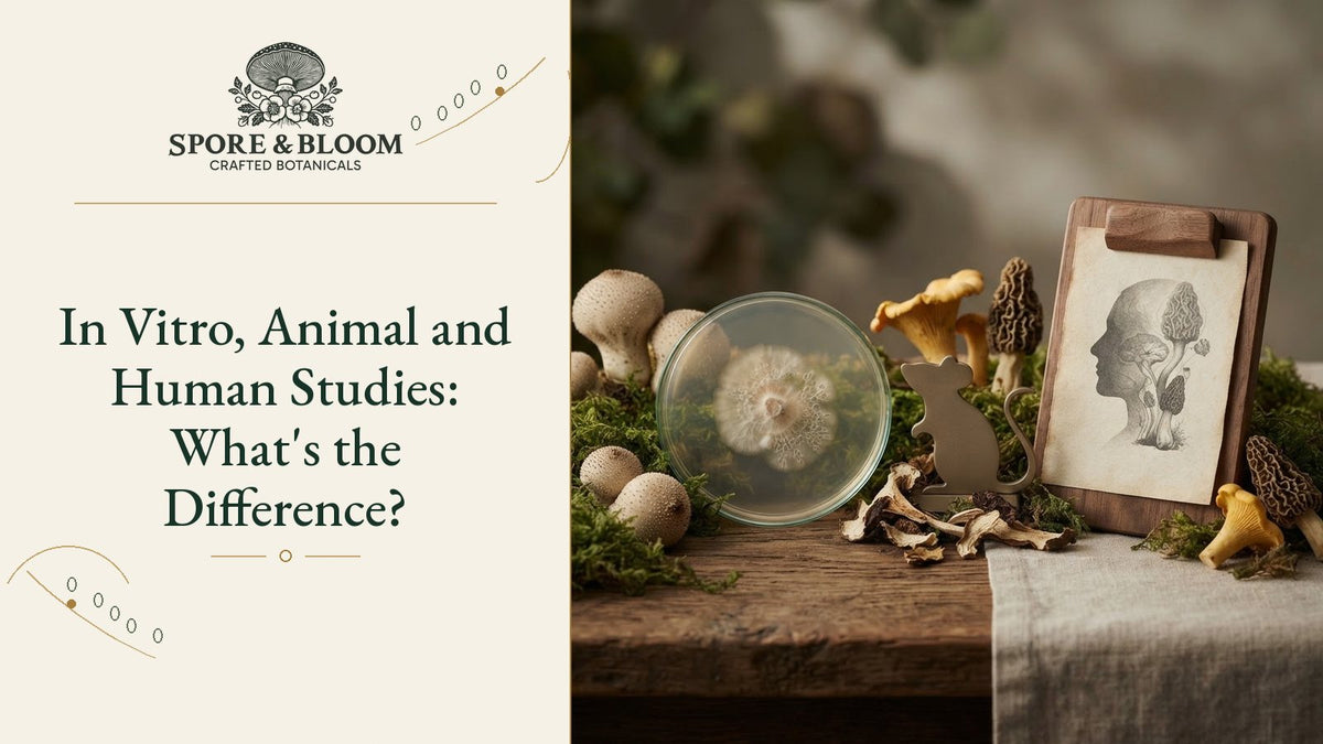 In Vitro, Animal and Human Studies: What's the Difference?