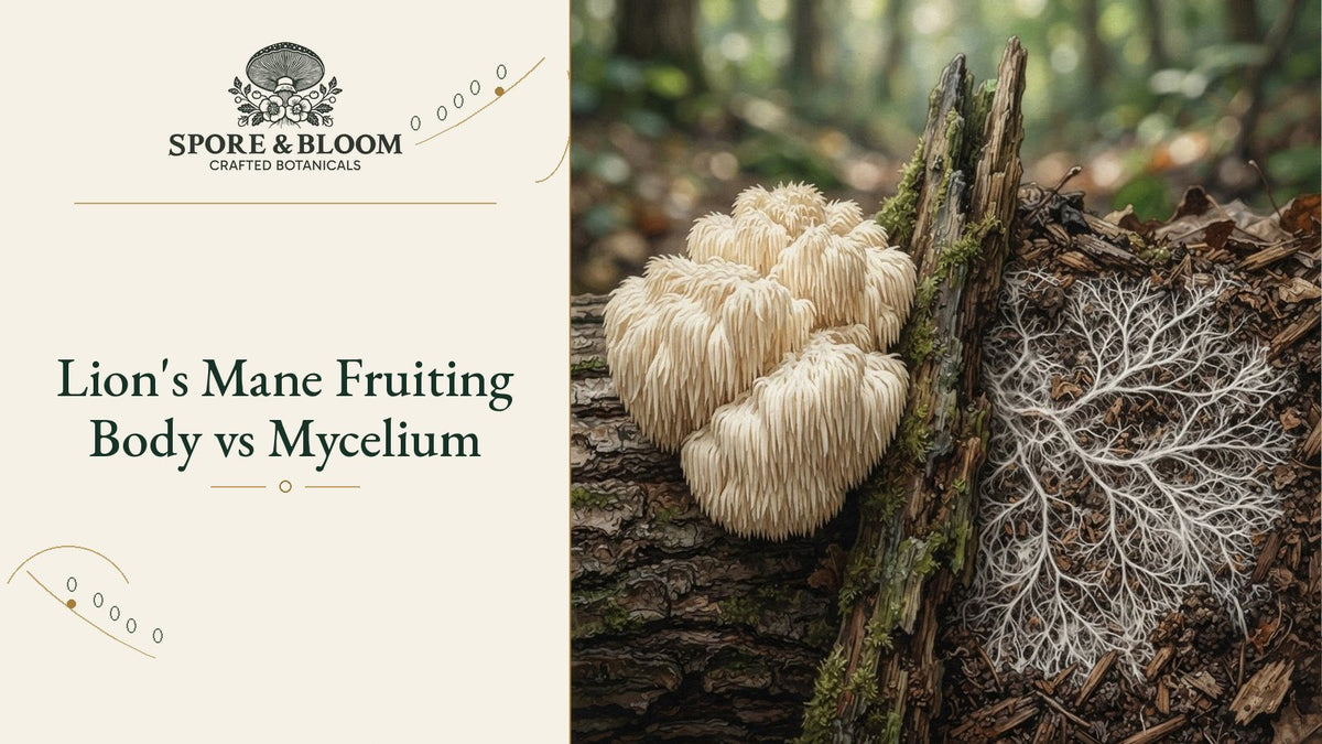 Lion's Mane Fruiting Body vs Mycelium
