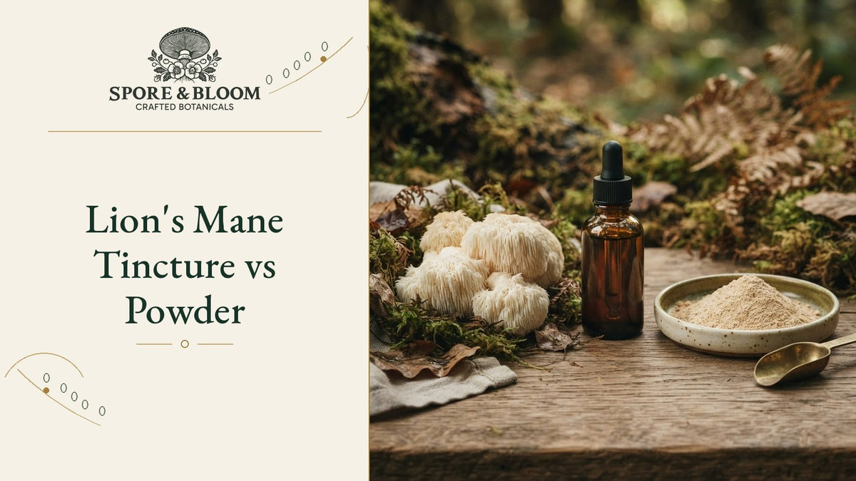 Lion's Mane Tincture vs Powder