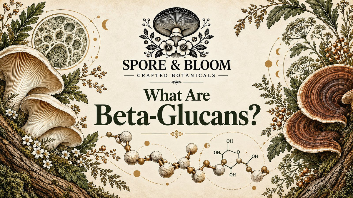 Illustration of mushrooms beside a beta-glucan molecular structure