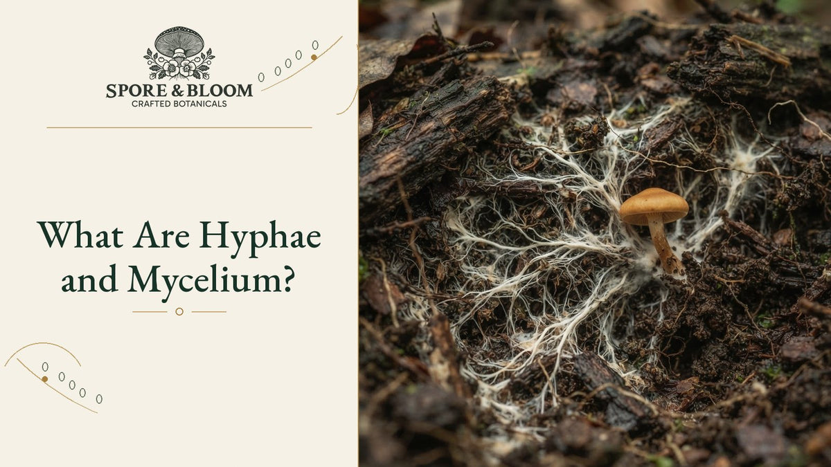 What Are Hyphae and Mycelium?