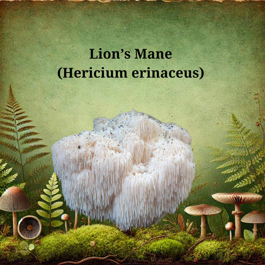 Organic Lion's Mane Mushroom Tincture