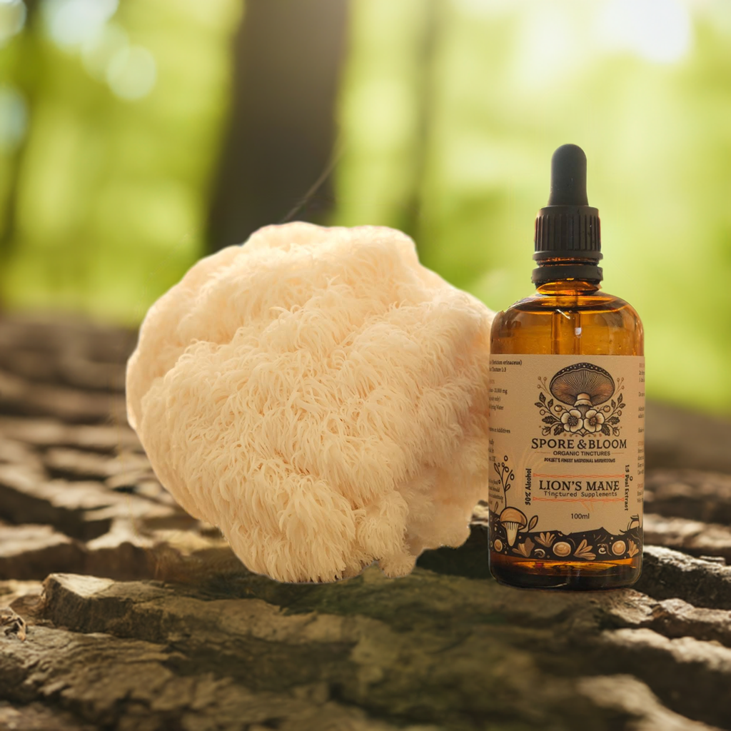 Active triple pack plus - Organic Lion's Mane Cordyceps & Reishi Mushroom Tinctures