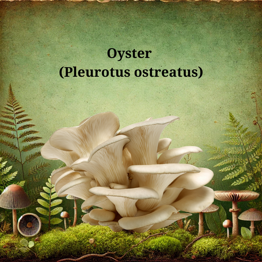 Organic Oyster Mushroom Tincture